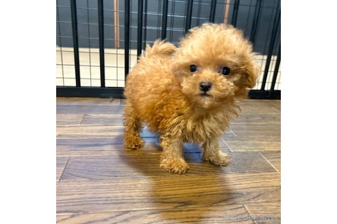 成約済の栃木県のマルプー:マルチーズ×トイプードル-343684の19枚目