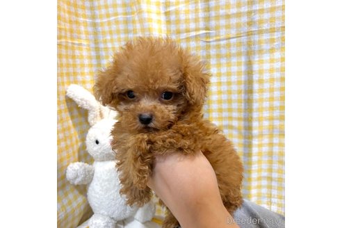 成約済の栃木県のマルプー:マルチーズ×トイプードル-343684の18枚目