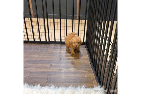 成約済の栃木県のマルプー:マルチーズ×トイプードル-343684の16枚目
