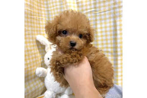 成約済の栃木県のマルプー:マルチーズ×トイプードル-343684の10枚目