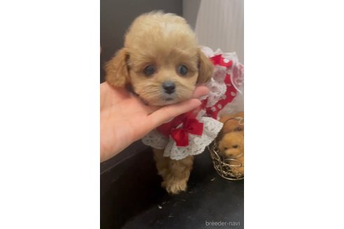 成約済の広島県のミックス犬-343685の6枚目