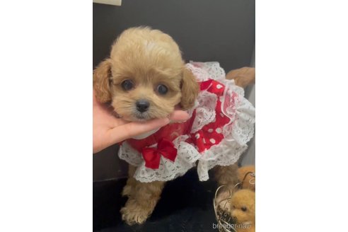 成約済の広島県のミックス犬-343685の7枚目