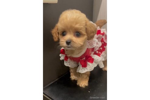 成約済の広島県のミックス犬-343685の1枚目