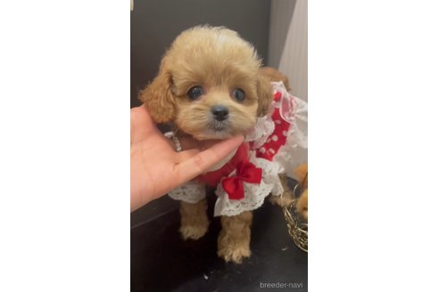 成約済の広島県のミックス犬-343685の9枚目