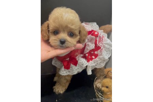 成約済の広島県のミックス犬-343685の10枚目