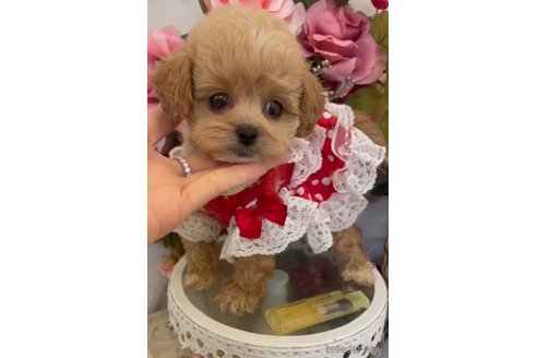 成約済の広島県のミックス犬-343685の2枚目