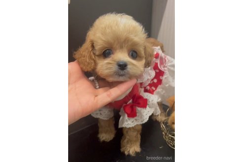 成約済の広島県のミックス犬-343685の3枚目