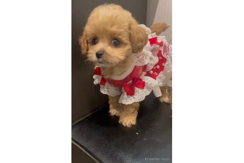 成約済の広島県のミックス犬-343685の5枚目