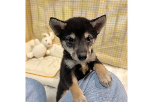 成約済の栃木県の柴犬-343688の24枚目