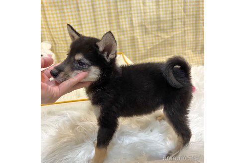 成約済の栃木県の柴犬-343688の22枚目