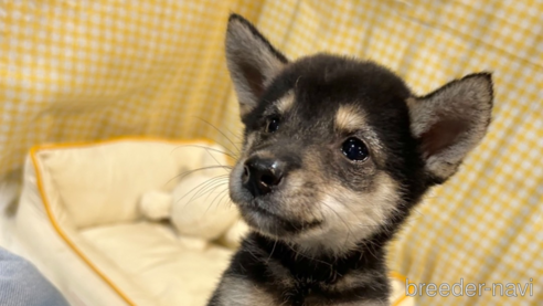成約済の栃木県の柴犬-343688の21枚目