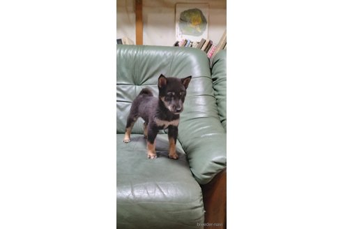 成約済の岩手県の柴犬-343694の3枚目
