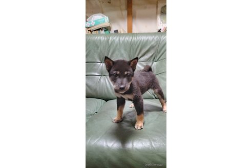 成約済の岩手県の柴犬-343694の4枚目