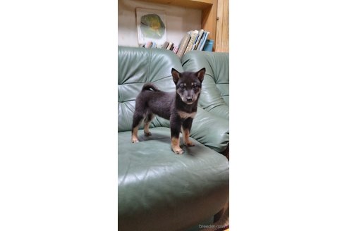 成約済の岩手県の柴犬-343694の5枚目