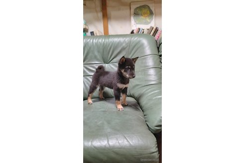 成約済の岩手県の柴犬-343694の2枚目