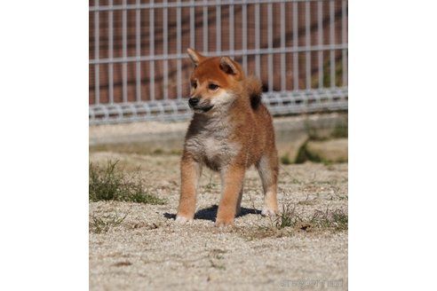成約済の愛媛県の柴犬-343710の3枚目
