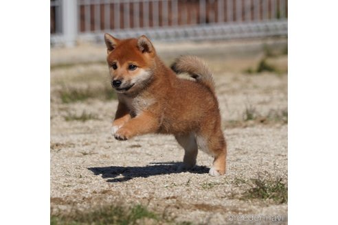 成約済の愛媛県の柴犬-343710の1枚目