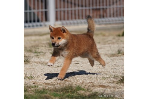 成約済の愛媛県の柴犬-343710の4枚目