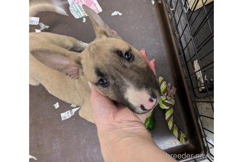 成約済の愛知県のミニチュアブルテリア-337255