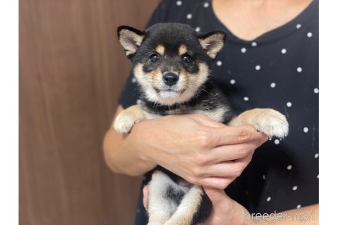 成約済の香川県の豆柴-343739の1枚目