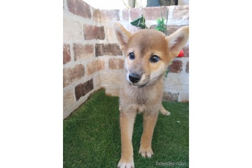 成約済の鹿児島県の柴犬-343741の2枚目