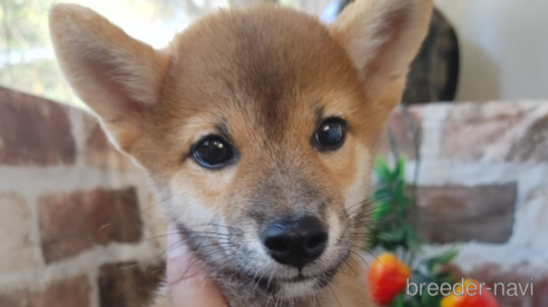 成約済の鹿児島県の柴犬-343741の1枚目