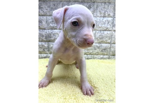 成約済の茨城県のミックス犬-343744の4枚目