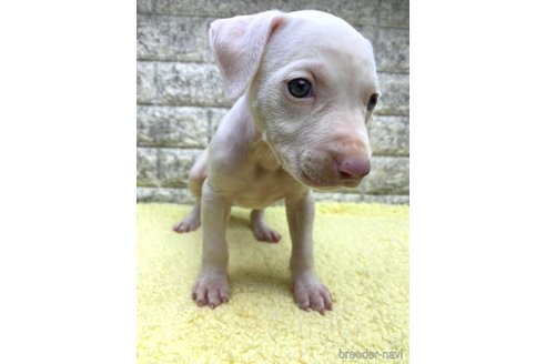 成約済の茨城県のミックス犬-343744の2枚目