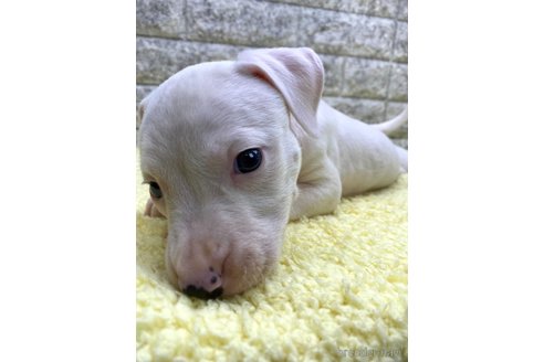成約済の茨城県のミックス犬-343746の4枚目