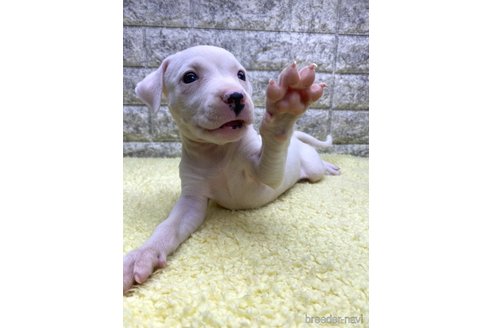 成約済の茨城県のミックス犬-343746の3枚目
