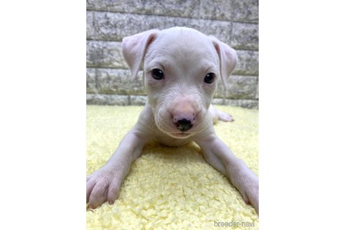 成約済の茨城県のミックス犬-343746の2枚目