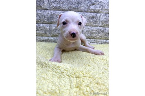 成約済の茨城県のミックス犬-343746の1枚目