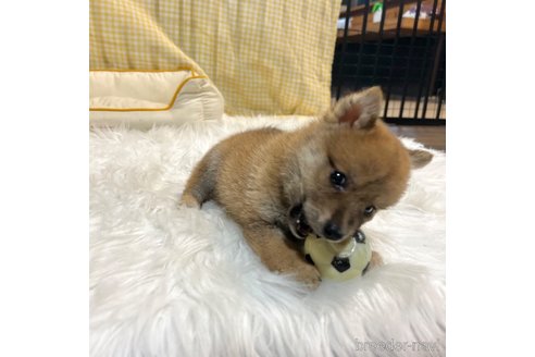 成約済の栃木県の柴犬-343750の42枚目