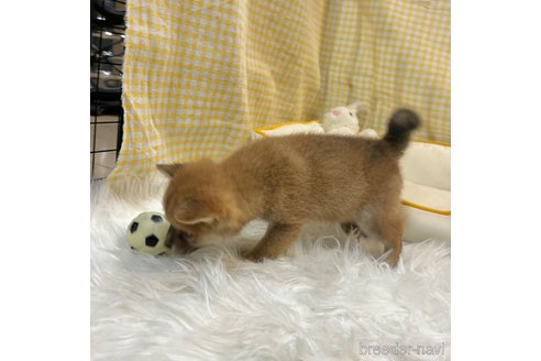 成約済の栃木県の柴犬-343750の41枚目