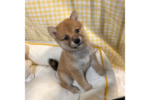 成約済の栃木県の柴犬-343750の40枚目