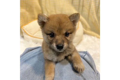 成約済の栃木県の柴犬-343750の39枚目