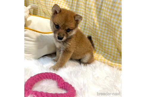 成約済の栃木県の柴犬-343750の38枚目