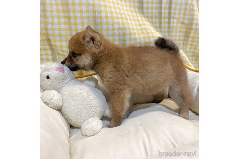 成約済の栃木県の柴犬-343750の37枚目