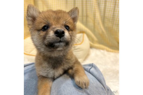 成約済の栃木県の柴犬-343750の36枚目