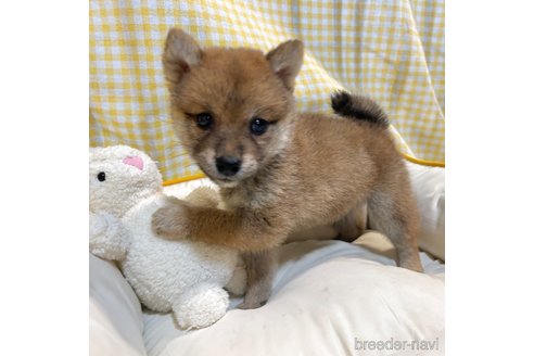 成約済の栃木県の柴犬-343750の35枚目