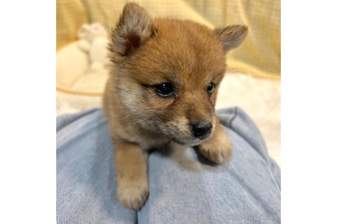 成約済の栃木県の柴犬-343750の34枚目