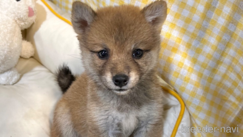 成約済の栃木県の柴犬-343750の33枚目