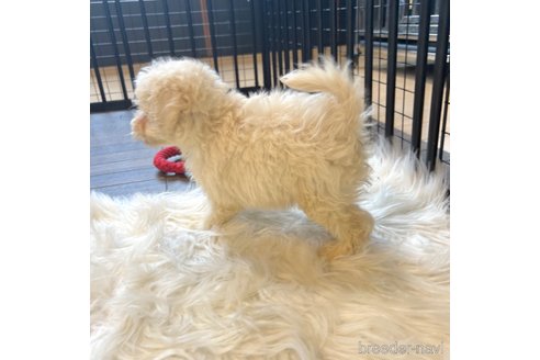 成約済の栃木県のマルプー:マルチーズ×トイプードル-343754の43枚目