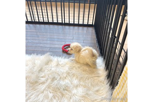 成約済の栃木県のマルプー:マルチーズ×トイプードル-343754の42枚目