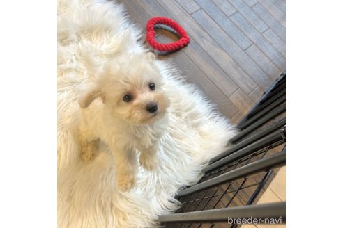 成約済の栃木県のマルプー:マルチーズ×トイプードル-343754の41枚目