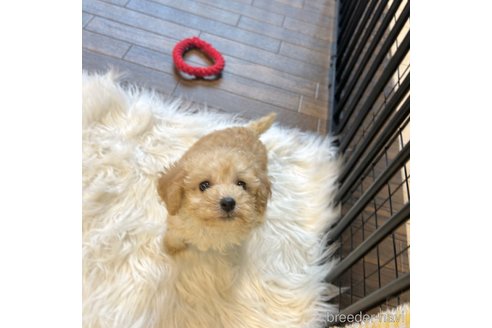 成約済の栃木県のマルプー:マルチーズ×トイプードル-343755の11枚目