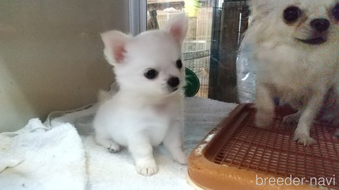 成約済の愛知県のチワワ(ロングコート)-338456の6枚目