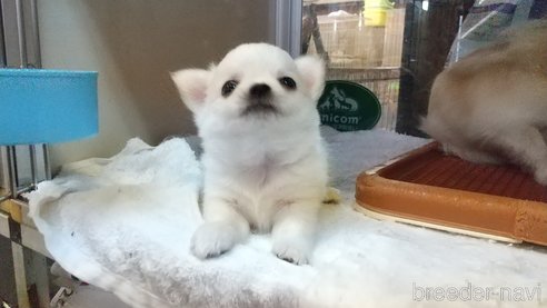 成約済の愛知県のチワワ(ロングコート)-338456の5枚目