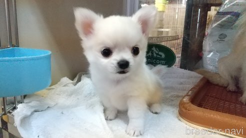 成約済の愛知県のチワワ(ロングコート)-338456の4枚目