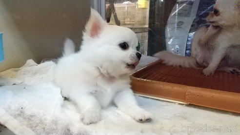 成約済の愛知県のチワワ(ロングコート)-338456の3枚目